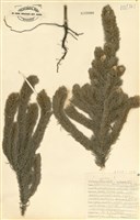 藏品(金絲竹)的圖片